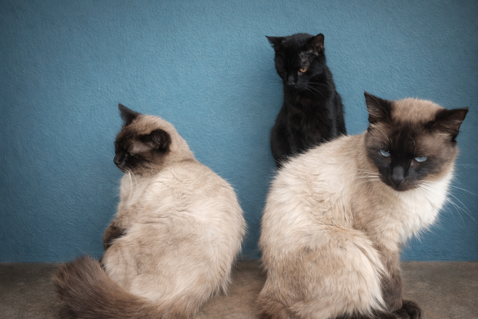 Gatinhos adotados por Cledeocir Mafrão, membro da equipe de Desenvolvimento