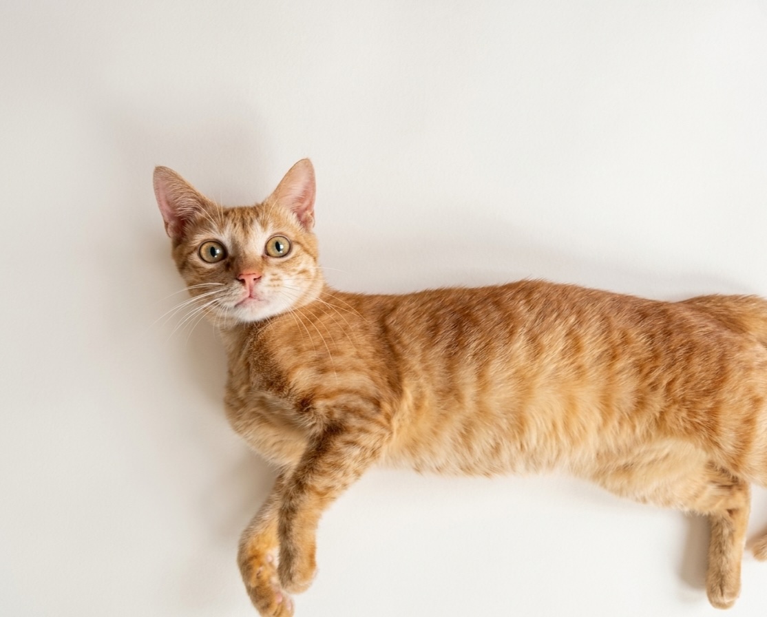 Gatinho adotado pela Dev Jaqueline Gotardi, membro do time de desenvolvimento